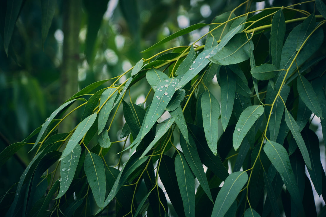 Eucalyptus Oil Benefits For Skin