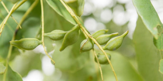 bush tucker food