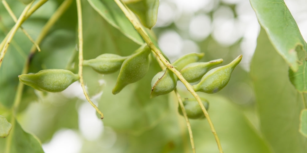 kakadu plum