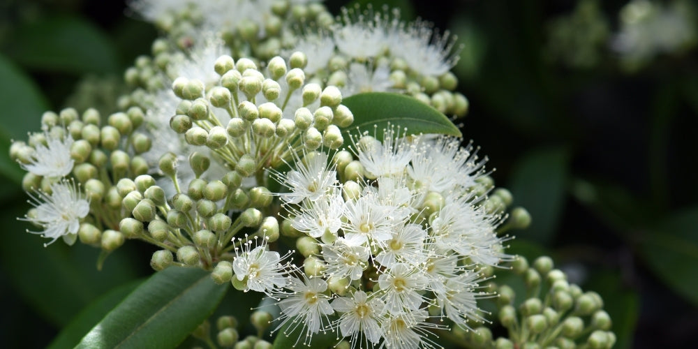 lemon myrtle skin benefits